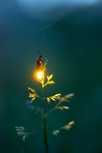 470 Best Fireflies images | Firefly, Lighting bugs, Firefly ...