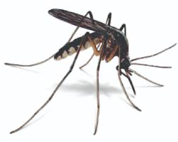 Mosquito Control: How to Get Rid of Mosquitoes